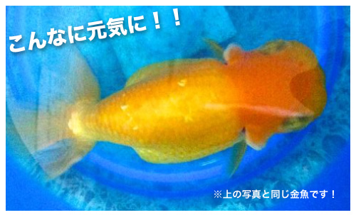 金魚の病回復で立証された 樺のあな茸茶 のすごさ お知らせ プラスケア